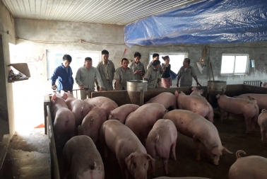 Giá Heo (lợn) Hơi Hôm Nay 12/01